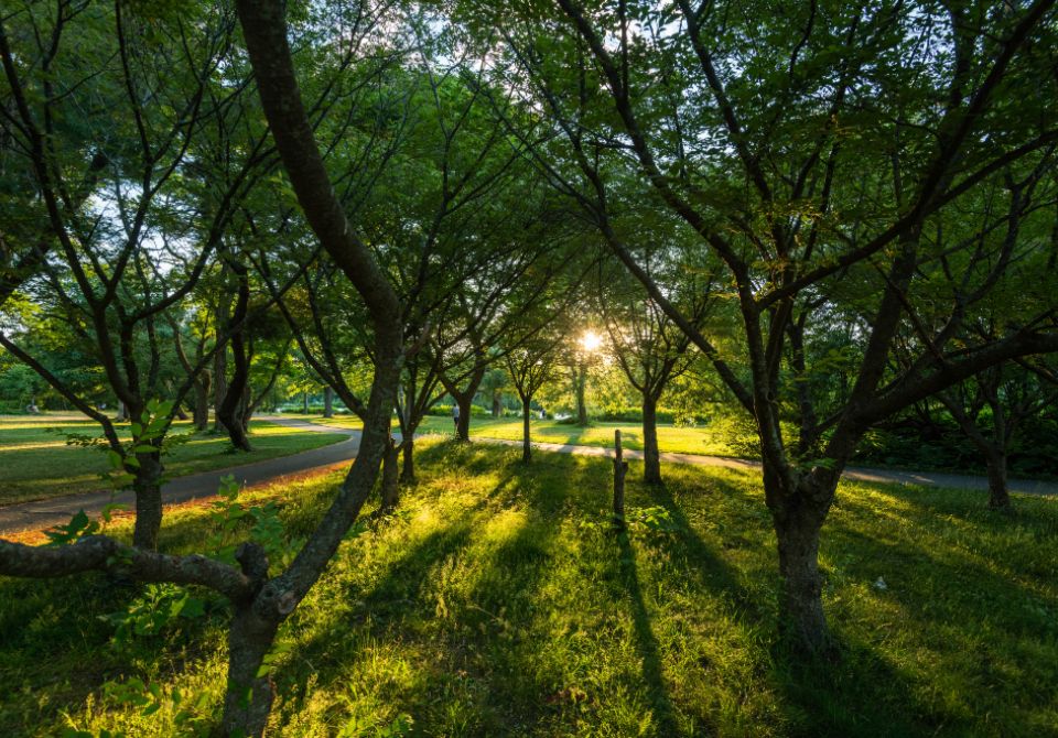 The forest around the property